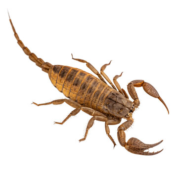 An Eurypterid the prehistoric sea scorpion arthropod isolated on a transparent background png