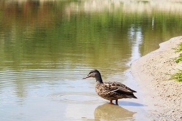 duck on the lake, duck on the water 