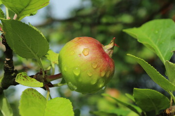 apple on tree