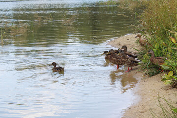 ducks in the water on the lake