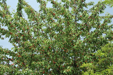 apple tree in spring