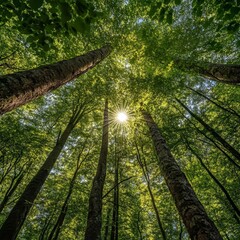 Fototapeta premium A spherical panorama set amidst a forest, offering a breathtaking upward view of the treetops