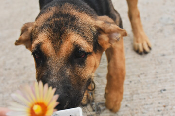 portrait of a dog
