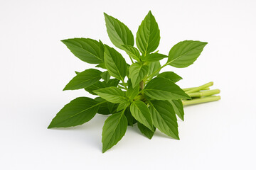 Obraz premium Basil Bundle: Fresh green basil sprigs arranged neatly, perfect for culinary creations and adding a touch of nature's freshness to any setting.