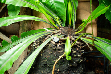 Obraz premium spider in the garden