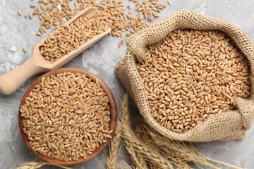 Wheat grains and spikes on grey table, flat lay