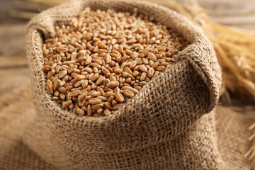 Wheat grains in burlap bag and spikes on table, closeup