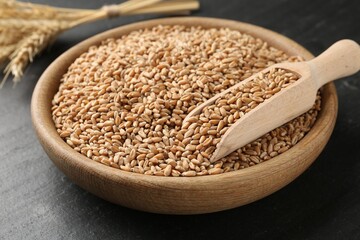 Wheat grains in bowl, scoop and spikes on black table, closeup
