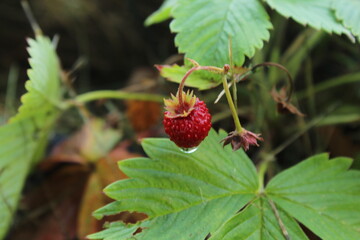 wild strawberry on a bush