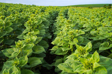 Young green sunflowers growing in the field.