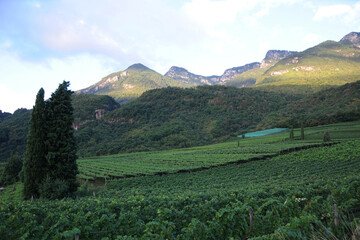 Landschaft, Weinanbau, Südtirol