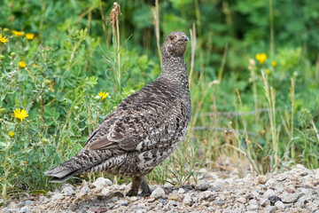 Dusky Grouse Hen Posing