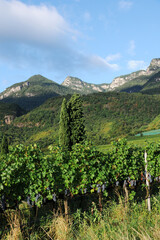 Fototapeta premium Landschaft, Weinanbau, Südtirol