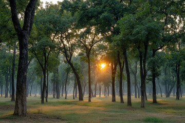 experience breathtaking beauty of summer dawn in lush forest where soft light filters through leaves