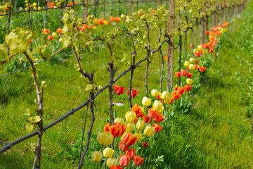 Weinanbau, Südtirol