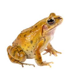 Fototapeta premium The extinct Golden Toad from Costa Rica isolated on a transparent background png