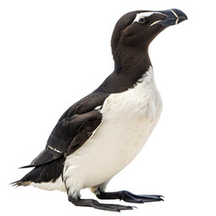 Fototapeta premium The extinct Great Auk a flightless seabird isolated on a transparent background png