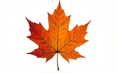 Obraz premium Single maple leaf with intricate details on white background, autumn, foliage, maple leaf. High quality