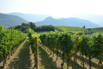 Weinanbau, Südtirol