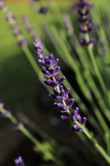 Lavender field in full bloom, a sea of purple blossoms under a clear blue sky. Serene and fragrant nature scene. violet lavender field in Provence, France. Beautiful purple lavender floral background 