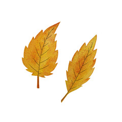 Watercolor autumn leaves.
