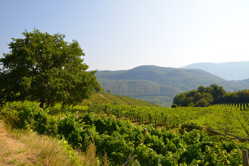Weinanbau, Südtirol