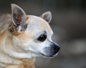 close up of a chihuahua