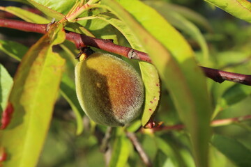 Unripe peach on a garden 