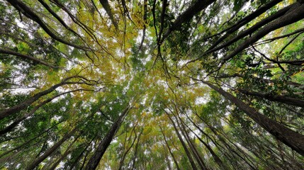 Obraz premium Looking up through a lush forest canopy with vibrant green leaves and sunlight