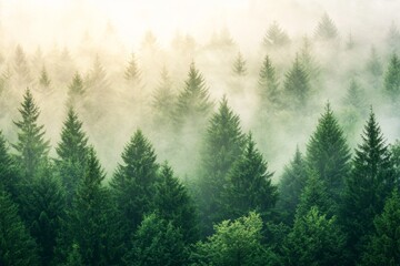 Fog envelops misty mountains where fir forests reside, and trees stand shrouded in the morning light