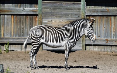 zebra in zoo