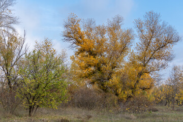 Fototapeta premium Empty walking path through autumn deciduous forest. Dirt road inside trees with yellow leaf in woodland. Treelined footpath way forward through autumn foliage color. Atmospheric mood of idyllic fall.