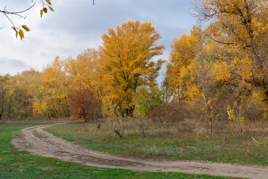 Empty walking path through autumn deciduous forest. Dirt road inside trees with yellow leaf in woodland. Treelined footpath way forward through autumn foliage color. Atmospheric mood of idyllic fall.