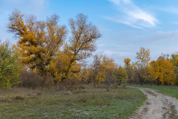 Empty walking path through autumn deciduous forest. Dirt road inside trees with yellow leaf in woodland. Treelined footpath way forward through autumn foliage color. Atmospheric mood of idyllic fall.