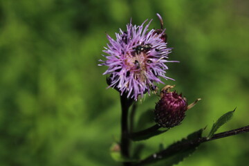 a beautiful pink greater knapweed (Centaurea scabiosa) flower with bugs and insect 
