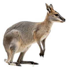 Fototapeta premium Moropus an extinct hoofed mammal with claws isolated on a transparent background png