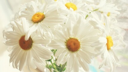Obraz premium A close-up of fresh white daisies with yellow centers, bathed in bright natural light,