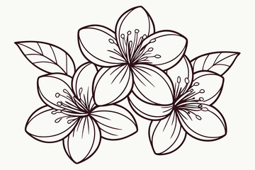 Delicate Outline Drawing of Three Cherry Blossom Flowers and Leaves sakura floral