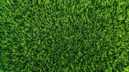 lush green grass field texture