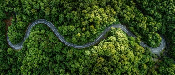 The winding road through a lush green forest seen from above