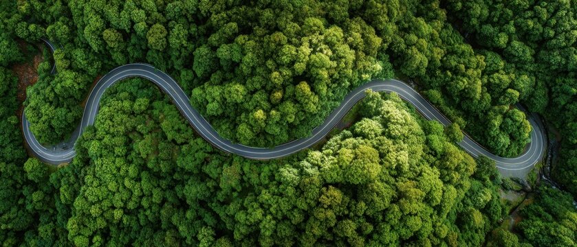 The winding road through a lush green forest seen from above