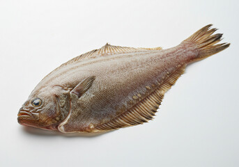 Fototapeta premium Flatfish Specimen Displayed on White Background with Visible Anatomical Features