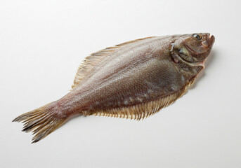 Fototapeta premium Spotted Flatfish Specimen on White Background with Distinctive Morphology