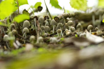many white mycelia growing in one place among green leaves, mushrooms in the forest, close-up of mycelia, forest floor, Collection of small white mushrooms on the forest floor among green plants