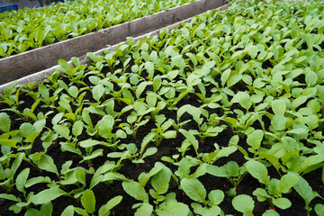 Powerful young radish seedlings. Growing natural red radish in a greenhouse.