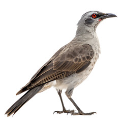 Obraz premium The Rodrigues solitaire an extinct flightless bird isolated on a transparent background png