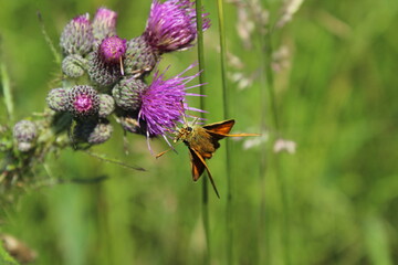 Large Skipper Butterfly (Ochlodes venatus) feeding on a flower in the summer sunshine. Large Skipper - Ochlodes sylvanus, tiny orange butterfly from European meadows and grasslands, Czech Republic. 
