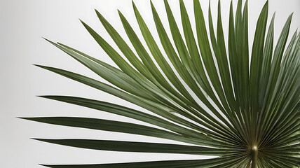 Obraz premium palm tree leaf