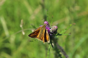 Large Skipper Butterfly (Ochlodes venatus) feeding on a flower in the summer sunshine. Large Skipper - Ochlodes sylvanus, tiny orange butterfly from European meadows and grasslands, Czech Republic. 

