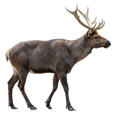 The large extinct giraffid Sivatherium giganteum isolated on a transparent background png